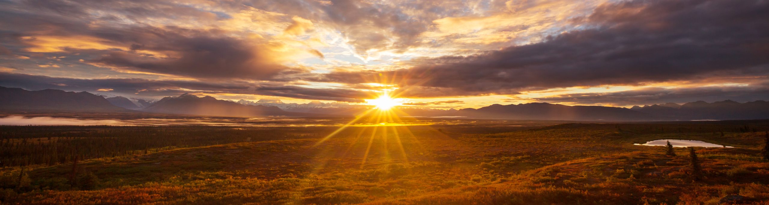 Read more about the article The Bog Beckons