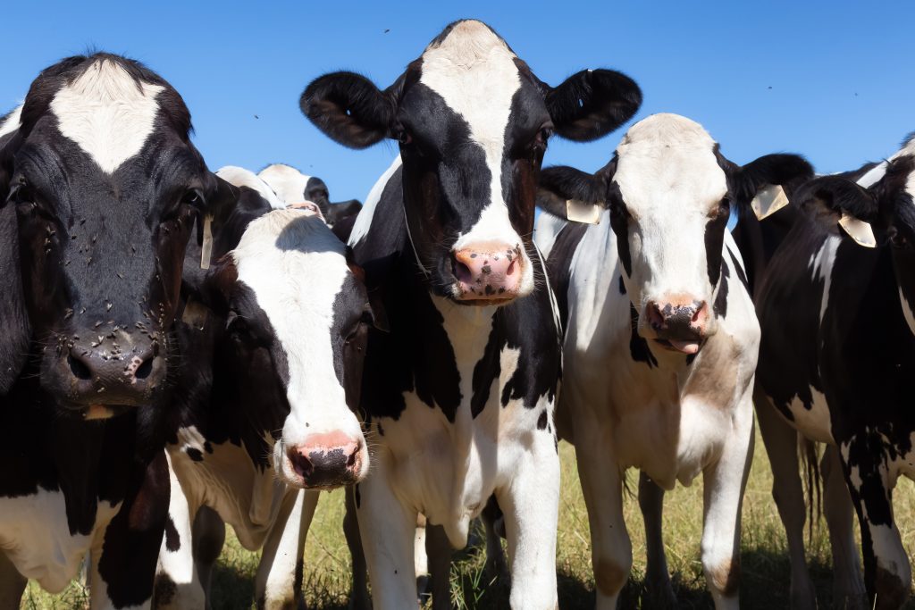 200000 Irish Cows Identify as Asylum Seekers