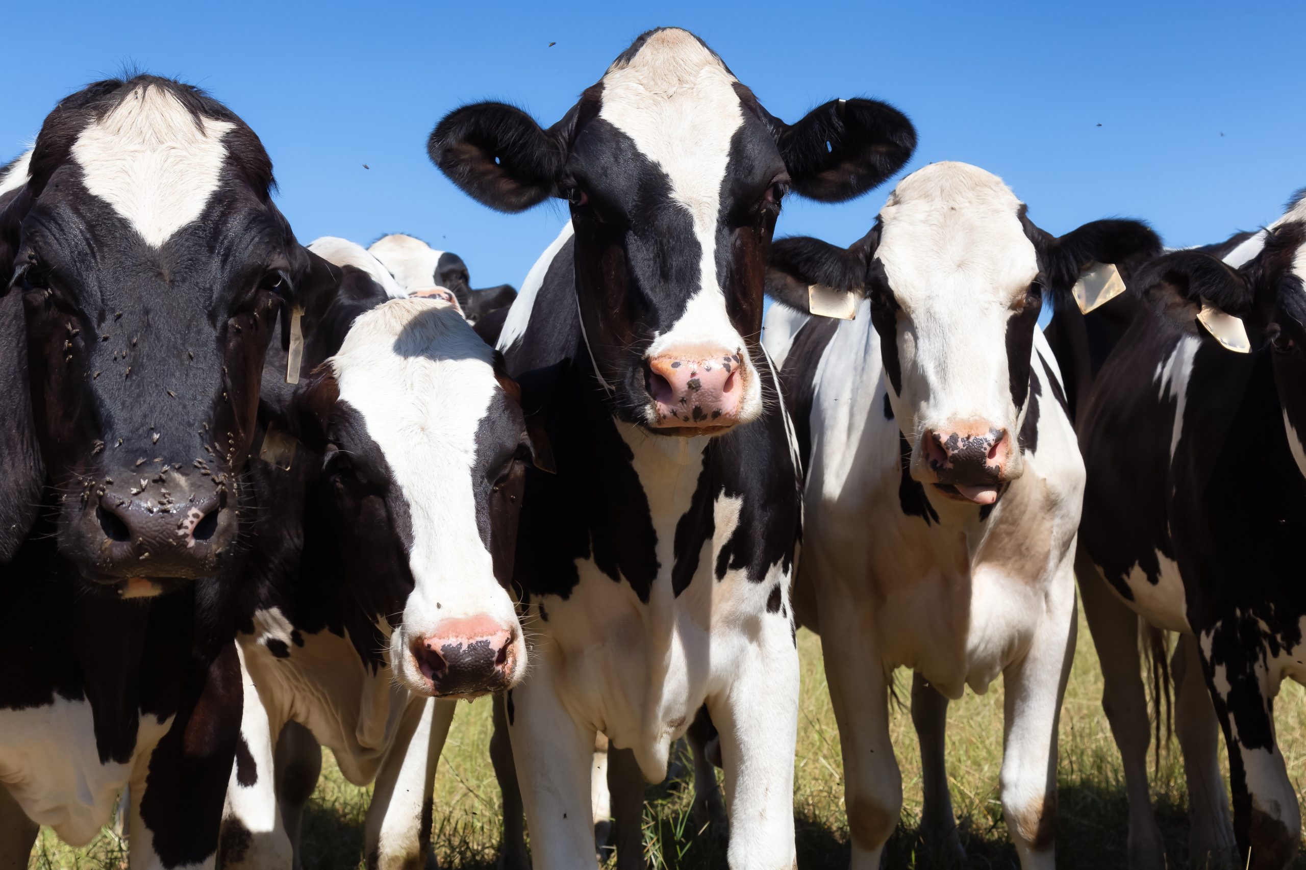 Read more about the article 200000 Irish Cows Identify as Asylum Seekers