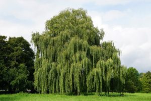 Weeping Willows