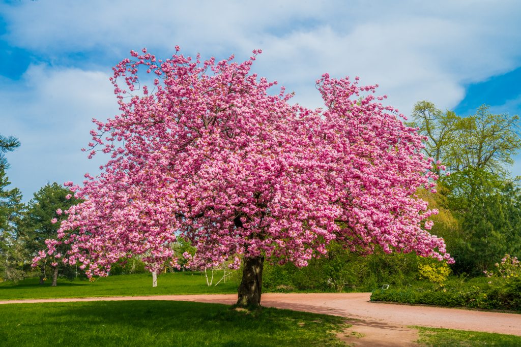 Cherry Blossom