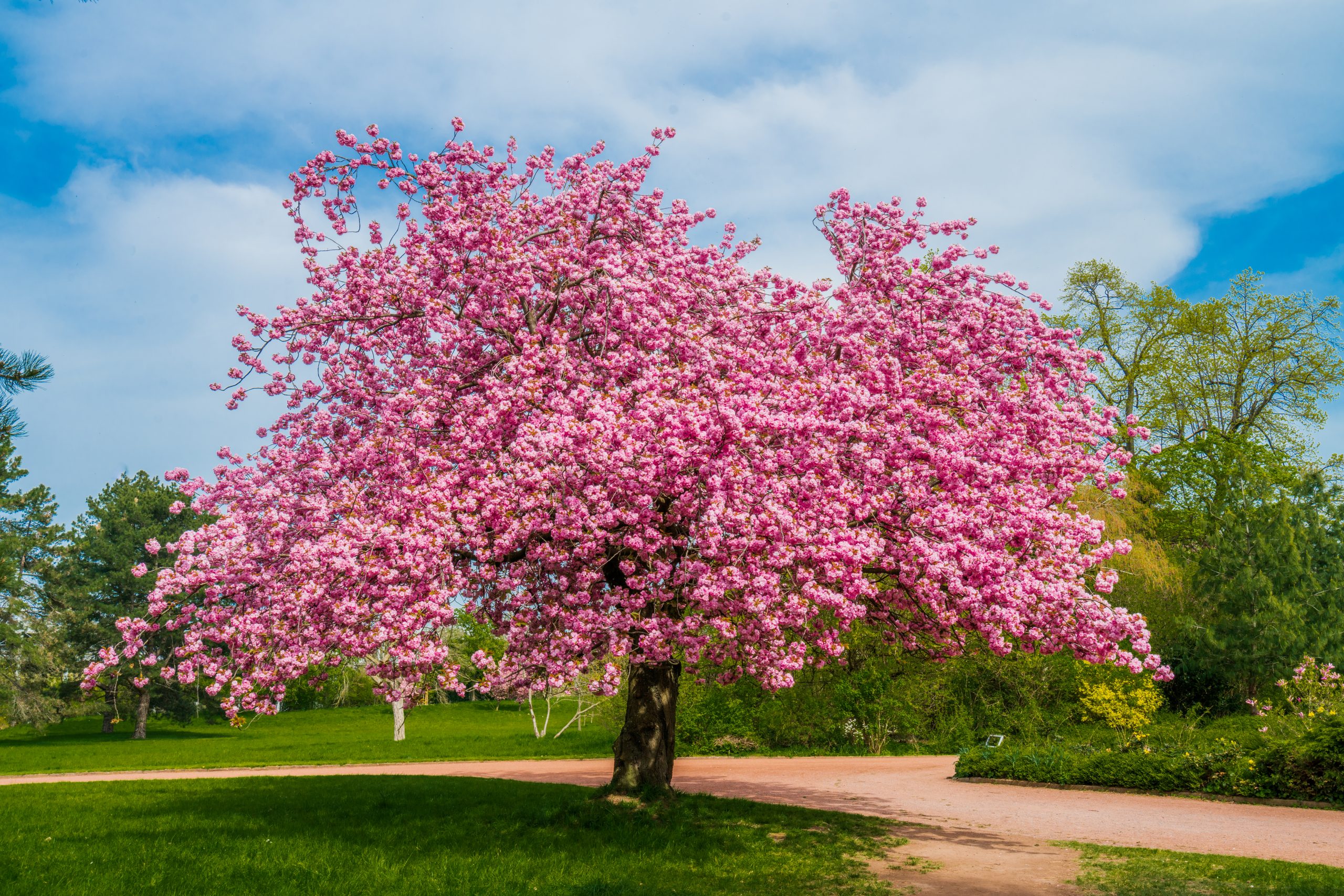 Read more about the article Cherry Blossom