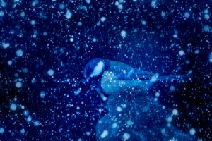 Nara the Narwhal’s Christmas Wish