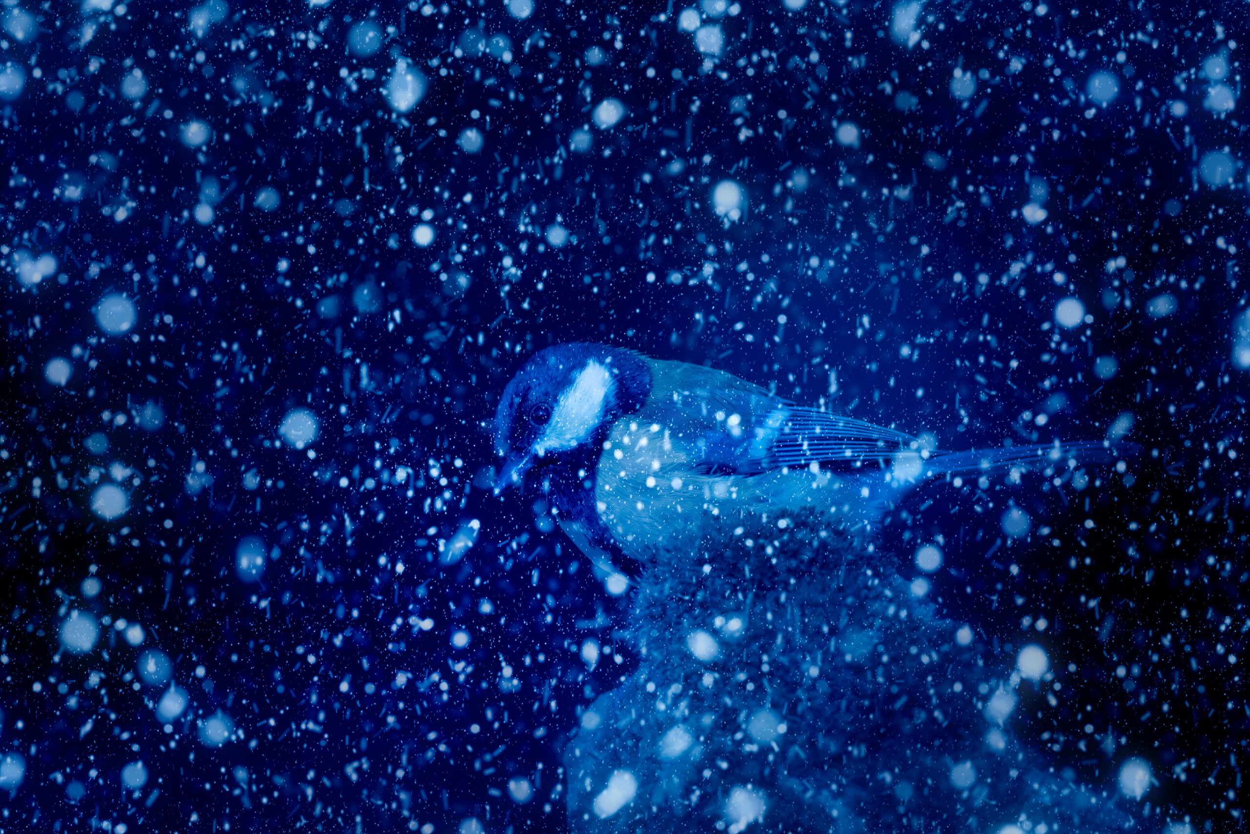 Read more about the article Nara the Narwhal’s Christmas Wish