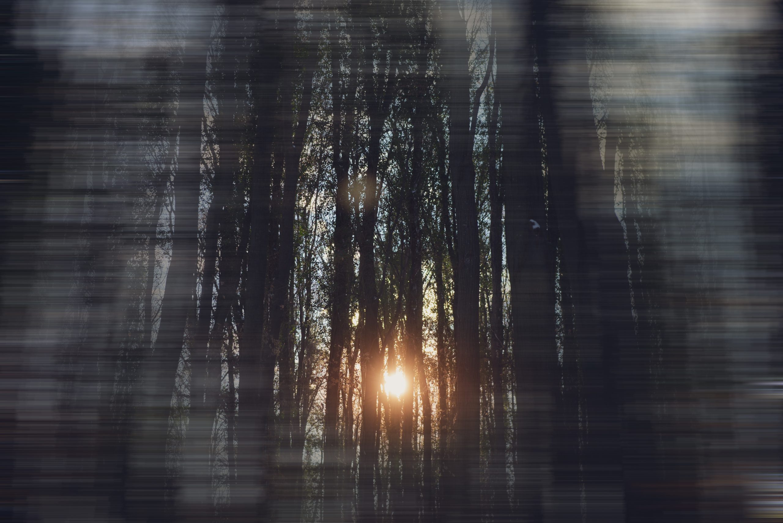 Read more about the article Within the Woods