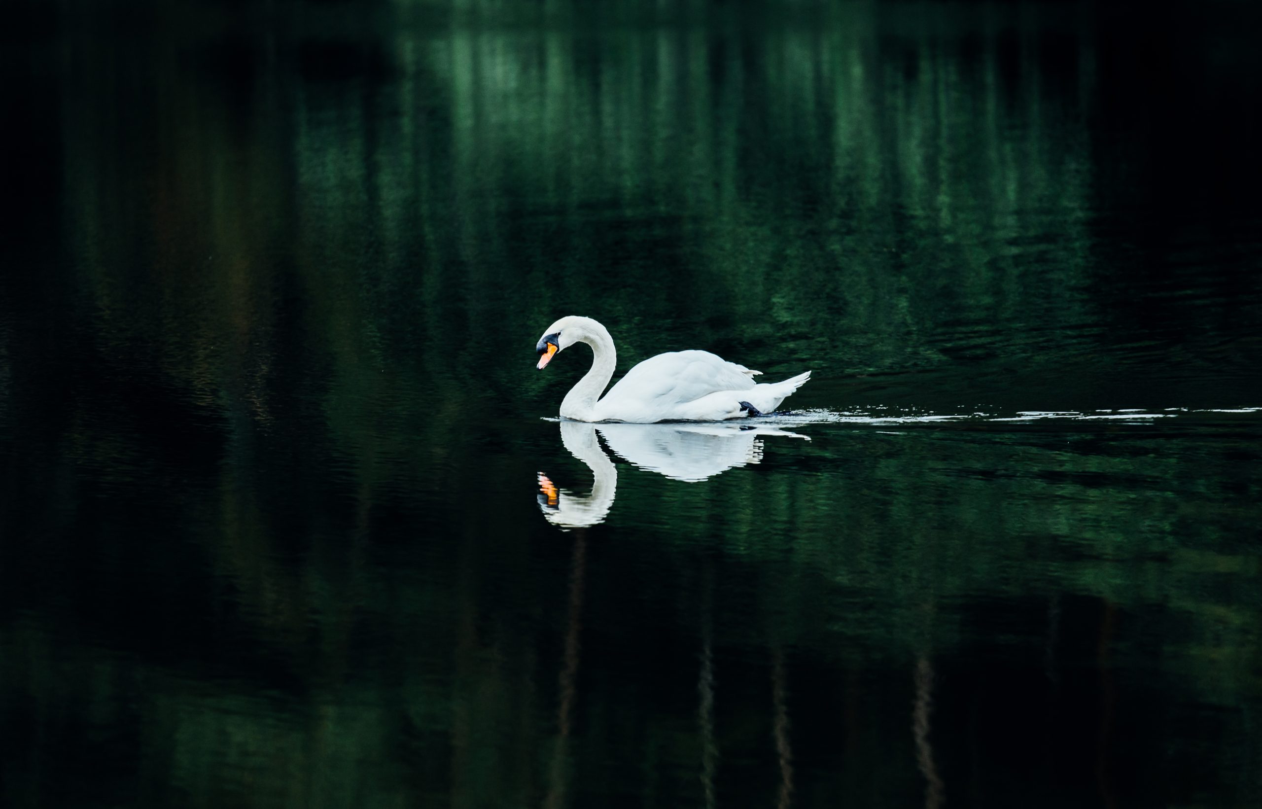 Read more about the article The White Swan