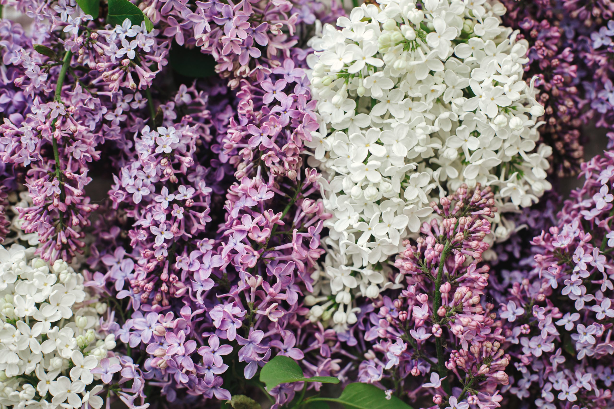 Read more about the article The Flower Duet