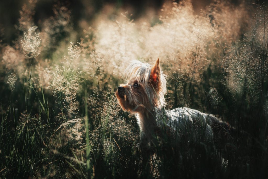 It’s a Dog’s Life